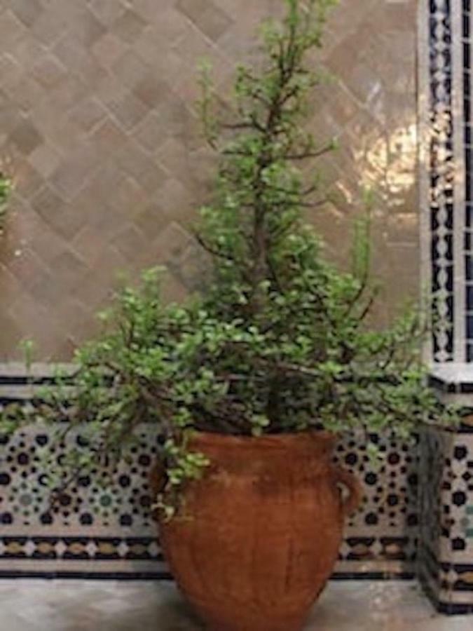 Traditional Moroccan House Taghazout Dış mekan fotoğraf